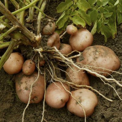 patata ecologica campo