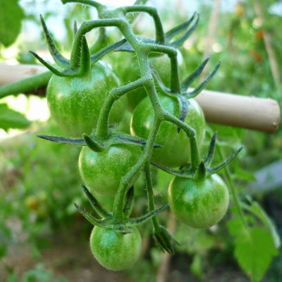 planta tomate ecologico cherry