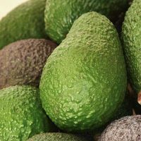 aguacate ecologico somnatur