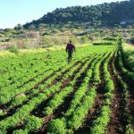 campo lentejas ecologicas