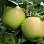 arbol manzana golden ecologica