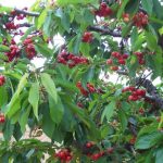 cereza ecologica arbol