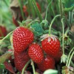 fresas ecologicas planta