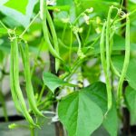 judia bobby ecologica planta