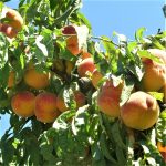 melocoton ecologico arbol