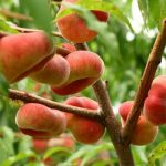 paraguayo ecologico arbol
