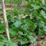 pepino ecologico planta