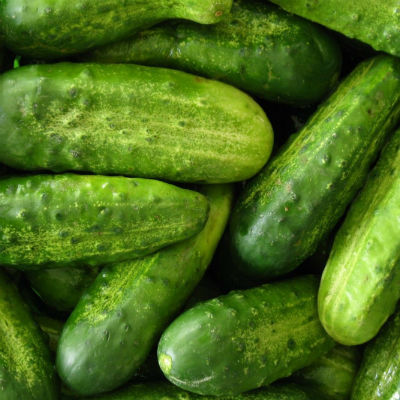pepino ecológico