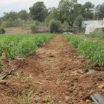 tomate de pera ecológico