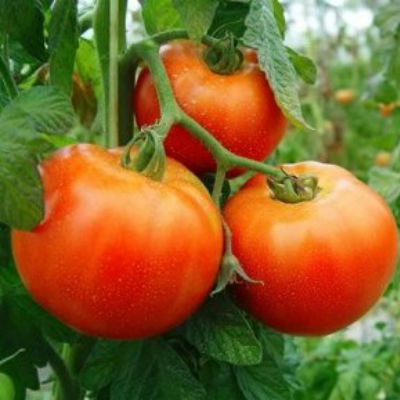 tomate ensalada ecologico