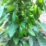 PIMIENTO ITALIANO ECOLOGICO PLANTA