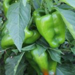 PIMIENTO LAMUYO ECOLÓGICO PLANTA - copia