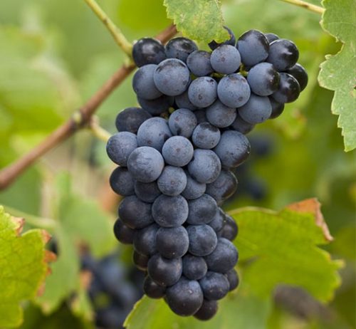UVA NEGRA ECO
