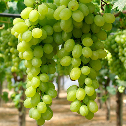 UVA BLANCA DE MESA ECOLÓGICA