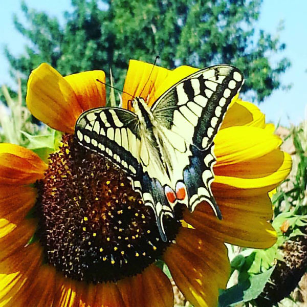 mariposa girasol somnatur