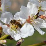 miel ecológica almendro