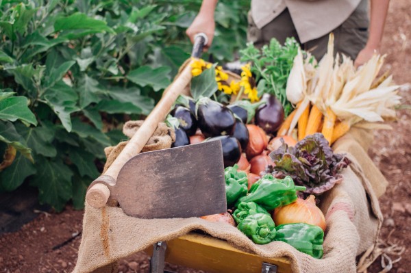 Verduras ecológicas Somnatur