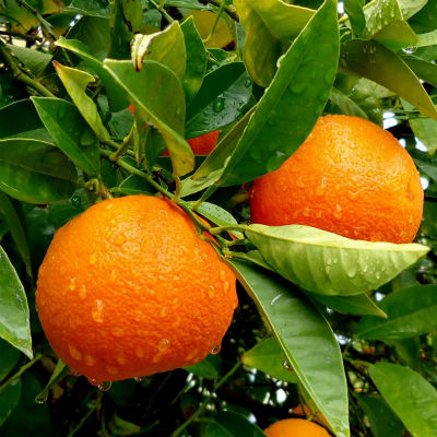 mandarinas ecológicas