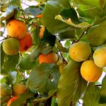 caqui ecológico árbol