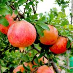 granada ecológica arbol