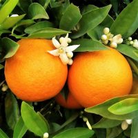 organic oranges