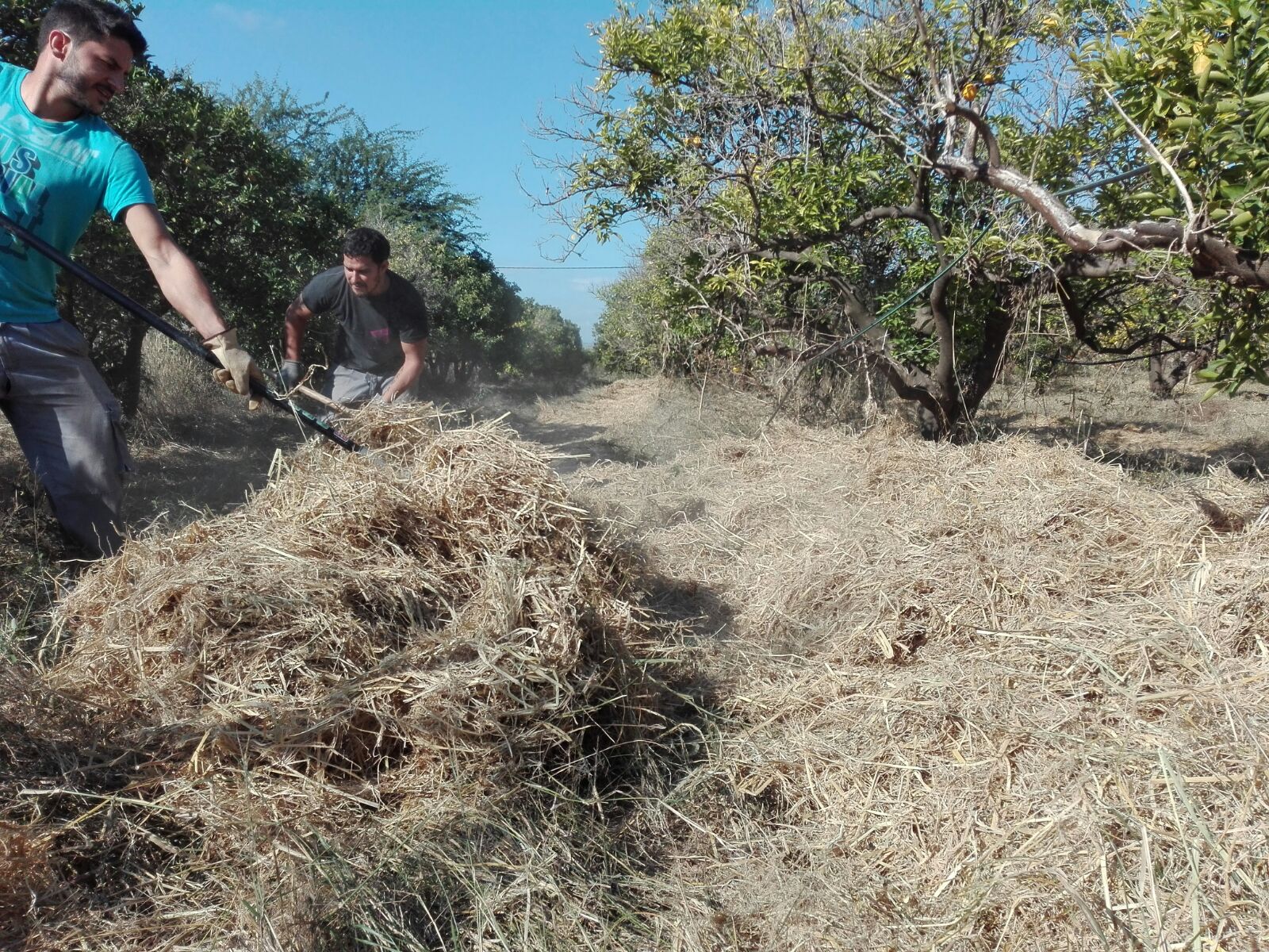 Paja de arroz cultivo ecológico Valencia