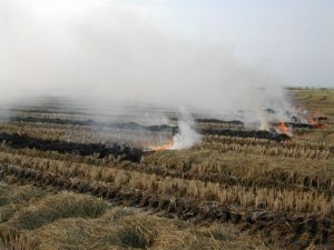 paja de fuego arroz albufera valencia