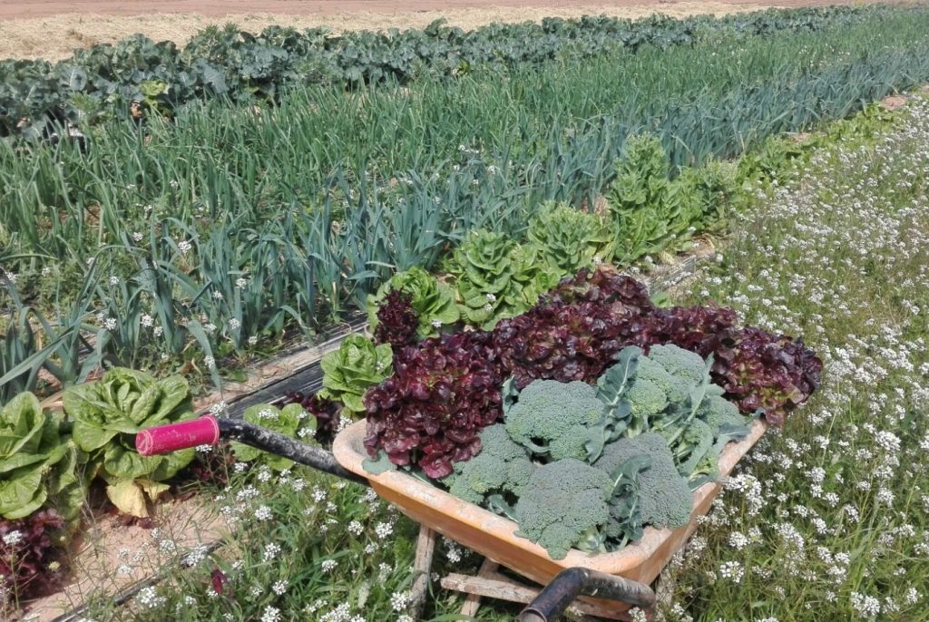 HuertCam webcam huerta ecológica Valencia