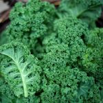 kale ecologico