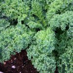 kale planta ecologica