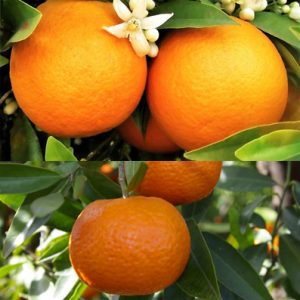 orange and mandarin organic