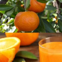 naranja zumo ecologica mandarina ecológica